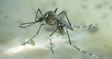 coronavirus spread by mosquitoes